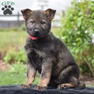 Onyx, German Shepherd Puppy